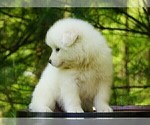 Small Photo #6 Samoyed Puppy For Sale in FREDERICKSBURG, OH, USA