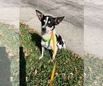 Small #2 Rat Terrier Mix