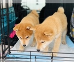 Small Photo #8 Shiba Inu Puppy For Sale in FREMONT, CA, USA