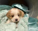 Small #4 Cavachon-Shih Tzu Mix