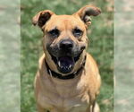Small Boxer Mix