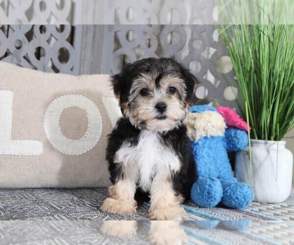 Medium Photo #1 Morkie Puppy For Sale in MOUNT VERNON, OH, USA