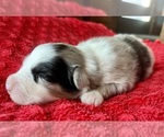 Small #1 Australian Shepherd