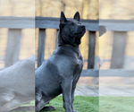 Small #2 Thai Ridgeback