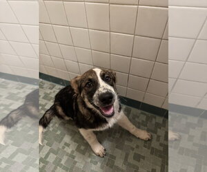 Ember - Female Bernese Mountain Dog-Unknown Mix Dog for Adoption - Photo #4