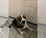 Small Photo #4 Bernese Mountain Dog-Unknown Mix Puppy For Sale in Holly Springs, NC, USA