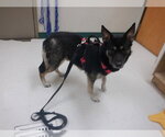 Small German Shepherd Dog Mix