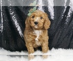 Puppy Alistar F1B Goldendoodle (Miniature)