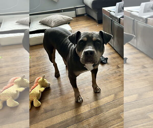 Medium Photo #26 American Staffordshire Terrier-Unknown Mix Puppy For Sale in Brewster, NY, USA