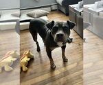 Small #25 American Staffordshire Terrier Mix