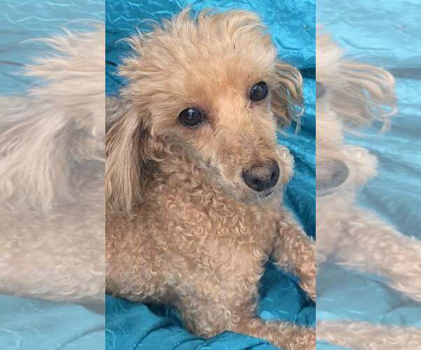 Medium Photo #3 Mutt Puppy For Sale in Cuba, NY, USA