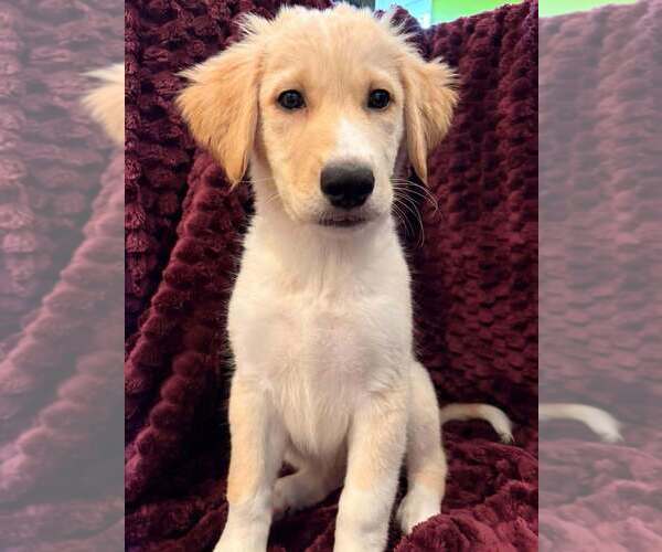 Medium Photo #1 Mutt Puppy For Sale in Candler, NC, USA