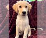 Joye - Female Mutt Dog for Adoption - Small photo