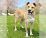 Small #5 Border Collie-Carolina Dog Mix