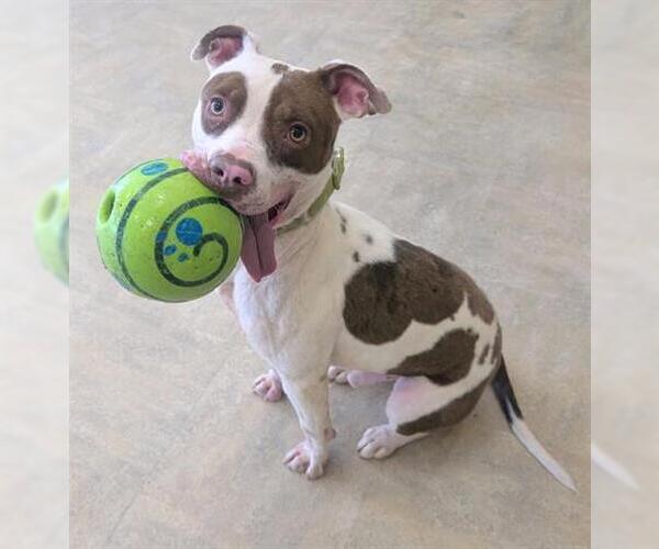 Medium Photo #2 Mutt Puppy For Sale in Akron, OH, USA