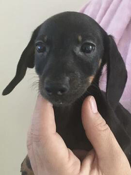Medium Photo #2 Dachshund Puppy For Sale in HAINES CITY, FL, USA