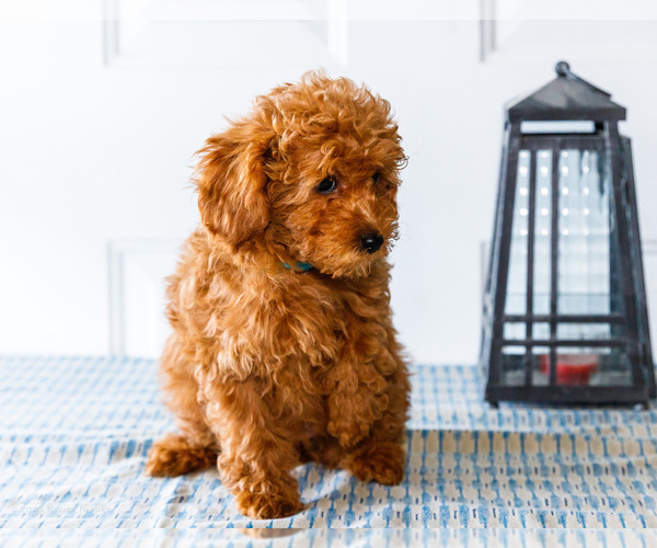 Medium Photo #12 Poodle (Toy) Puppy For Sale in WAKARUSA, IN, USA