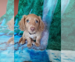 Dachshund Puppy for sale in MADISON, IN, USA