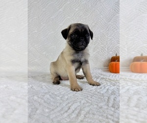 Pug Puppy for sale in GREENFIELD, IN, USA