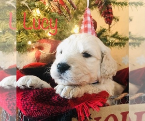 Goldendoodle Puppy for sale in MADELIA, MN, USA