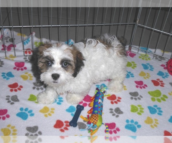 Medium Photo #6 Shih-Poo Puppy For Sale in ORO VALLEY, AZ, USA