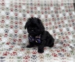 Small #5 Shih-Poo