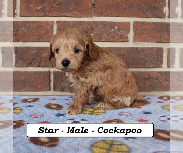 Medium Photo #3 Cockapoo (Miniature) Puppy For Sale in CLARKRANGE, TN, USA