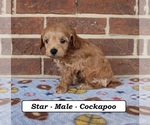 Small #2 Cockapoo (Miniature)