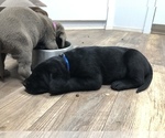 Small Photo #5 Labrador Retriever Puppy For Sale in PAYETTE, ID, USA