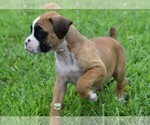 Small Photo #2 Boxer Puppy For Sale in HUMBOLDT, NE, USA