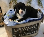 Small Photo #2 American Bully Puppy For Sale in SALEM, IL, USA