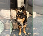 Small Photo #2 Chihuahua-Unknown Mix Puppy For Sale in Holly Springs, NC, USA