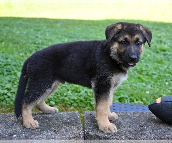 Medium Photo #7 German Shepherd Dog Puppy For Sale in MILLERSBURG, OH, USA