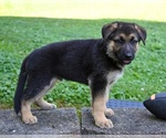 Small #6 German Shepherd Dog