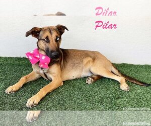 German Shepherd Dog-Huskies  Mix Dogs for adoption in San Diego, CA, USA