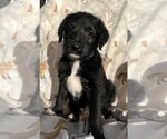Small Photo #1 Australian Shepherd Puppy For Sale in Pacolet, SC, USA