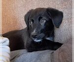 Small Photo #3 Labrador Retriever-Unknown Mix Puppy For Sale in Meridian, MS, USA