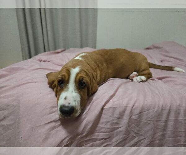 Medium Photo #20 Basset Hound Puppy For Sale in HILLSBORO, TX, USA