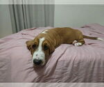 Puppy Fern Basset Hound