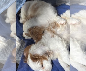 Cavachon Litter for sale in OLYMPIA, WA, USA