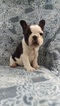 Small Photo #3 French Bulldog Puppy For Sale in EDEN, PA, USA