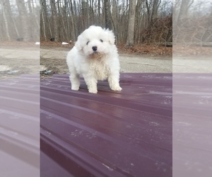 Pomeranian-Poodle (Toy) Mix Puppy for sale in SPENCER, TN, USA