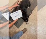 Small Photo #4 Border Collie Puppy For Sale in Great Bend, KS, USA