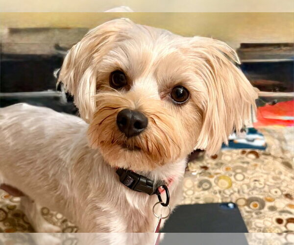 Medium Photo #1 Mutt Puppy For Sale in Bellevue, WA, USA
