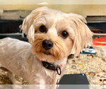 Small Mutt
