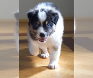 Medium Australian Shepherd