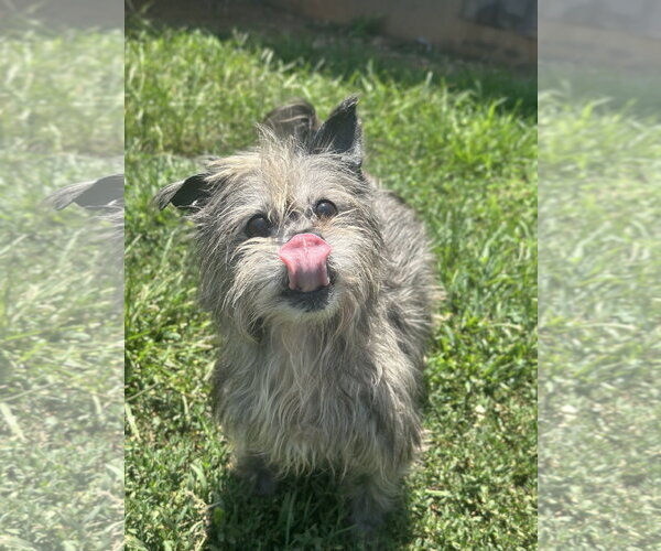 Medium Photo #5 Mutt Puppy For Sale in Pacolet, SC, USA