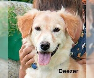 Deezer - Female Golden Retriever-Unknown Mix Dog for Adoption - Photo #2