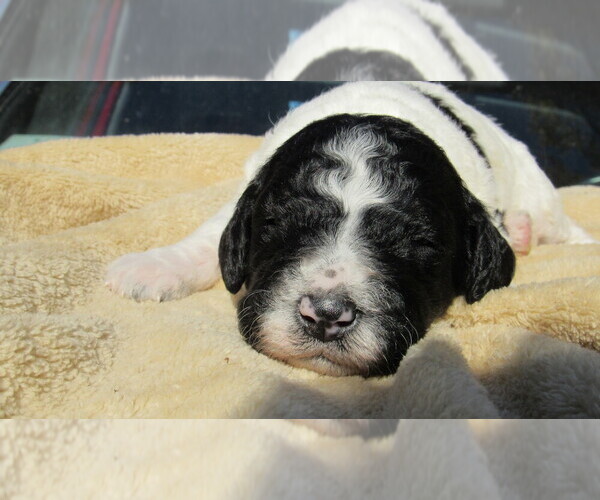 Medium Photo #3 Bernedoodle Puppy For Sale in BIG ROCK, IL, USA
