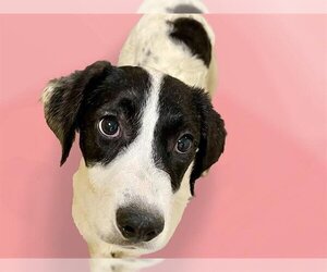 American Foxhound-Unknown Mix Dogs for adoption in Tulsa, OK, USA